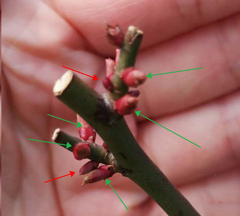 月季怎样抹芽？这几类芽一定要抹掉！