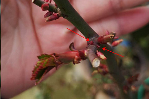 月季怎样抹芽？这几类芽一定要抹掉！