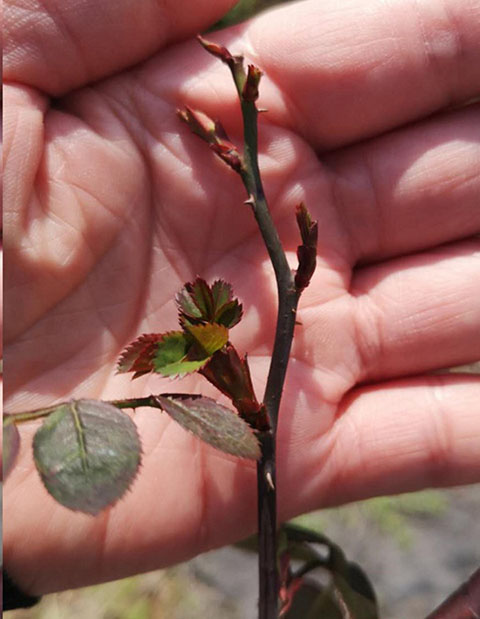 月季怎样抹芽？这几类芽一定要抹掉！