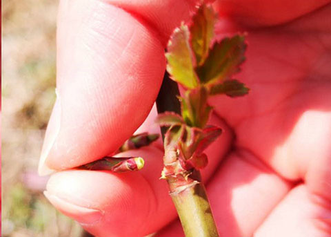 月季怎样抹芽？这几类芽一定要抹掉！