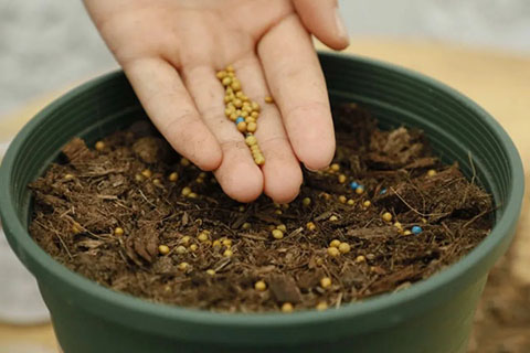 月季花的养殖方法和注意事项