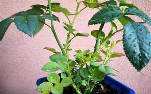 月季什么时候抹芽，怎么抹