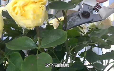 6月白粉病,黑斑病,红蜘蛛高发期，如何来进行防治
