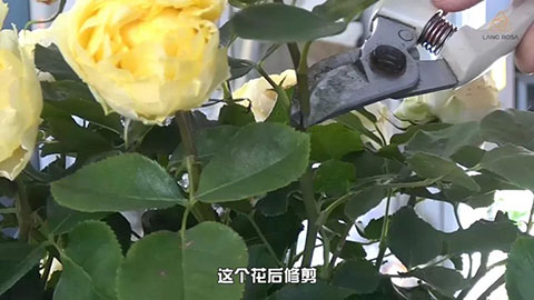 6月白粉病,黑斑病,红蜘蛛高发期，如何来进行防治