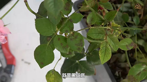 6月白粉病,黑斑病,红蜘蛛高发期，如何来进行防治
