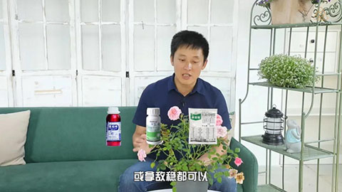 6月白粉病,黑斑病,红蜘蛛高发期，如何来进行防治