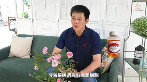 6月白粉病,黑斑病,红蜘蛛高发期，如何来进行防治