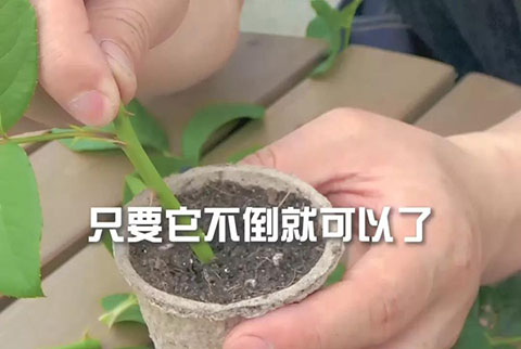 月季扦插攻略,轻松一盆变多盆