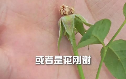 月季扦插攻略,轻松一盆变多盆