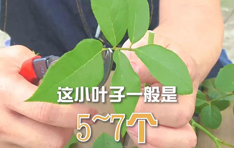 月季扦插攻略,轻松一盆变多盆