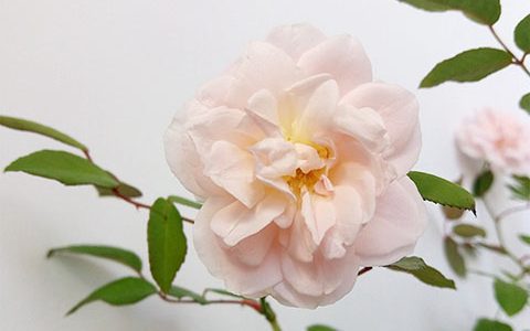 月季花的养殖方法和注意事项