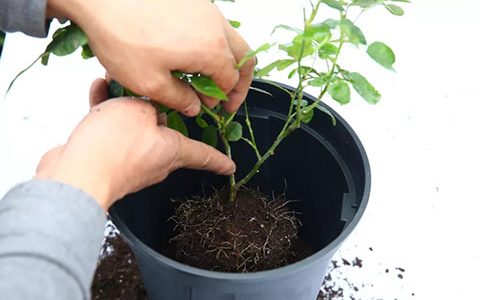 月季安全度夏指南