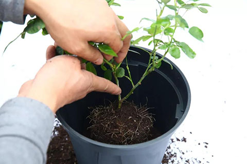 月季花幼苗怎样栽培