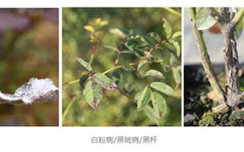 月季生多种病，可以混用农药吗