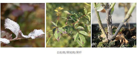 月季生多种病,可以混用农药吗 月季生多种病,可以混用农药吗