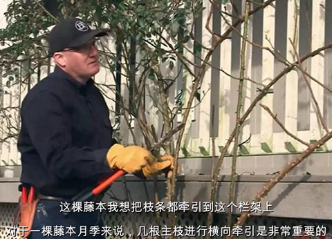 如何正确的修剪和牵引大型藤本月季