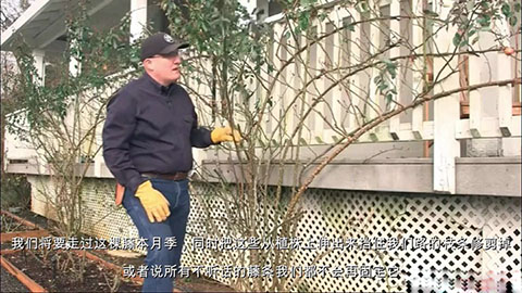 如何正确的修剪和牵引大型藤本月季