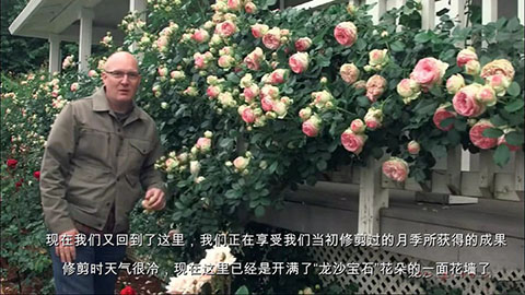 如何正确的修剪和牵引大型藤本月季