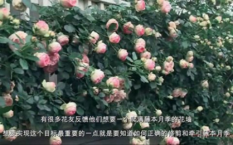 如何正确的修剪和牵引大型藤本月季