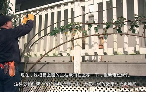 如何正确的修剪和牵引大型藤本月季