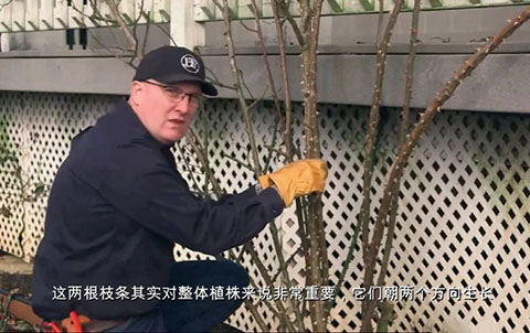 如何正确的修剪和牵引大型藤本月季