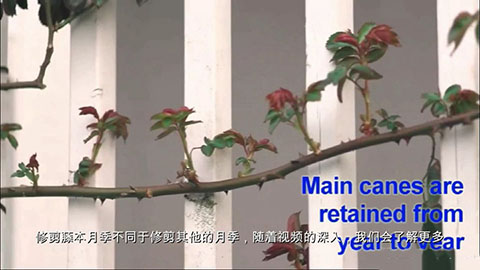 如何正确的修剪和牵引大型藤本月季