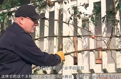 如何正确的修剪和牵引大型藤本月季