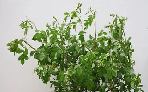月季花换盆后叶子为什么会发蔫
