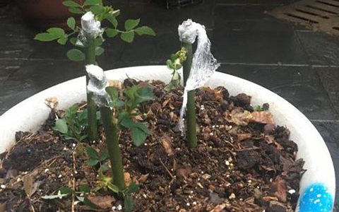 蔷薇几月份扦插好，如何提高成活率