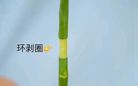 高成活率的月季高压繁殖方法