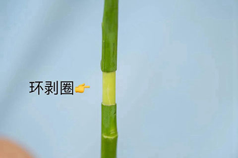 高成活率的月季高压繁殖方法 高成活率的月季高压繁殖方法