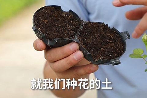 高成活率的月季高压繁殖方法 高成活率的月季高压繁殖方法