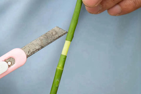 高成活率的月季高压繁殖方法 高成活率的月季高压繁殖方法