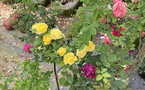 夏季月季花能不能暴晒