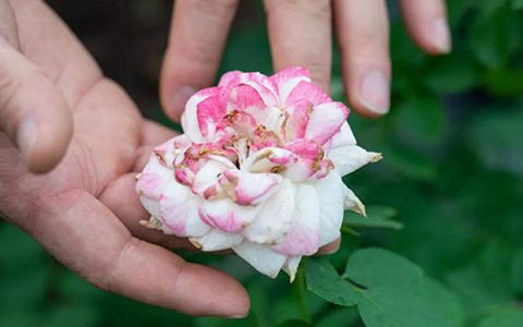 要想月季开得好，月季花后修剪少不了