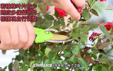 8月份月季养护需要注意些什么