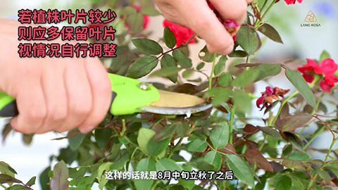 8月份月季养护需要注意些什么 8月份月季养护需要注意些什么
