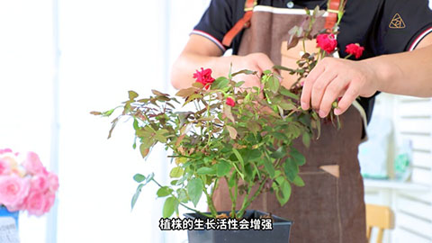 8月份月季养护需要注意些什么 8月份月季养护需要注意些什么