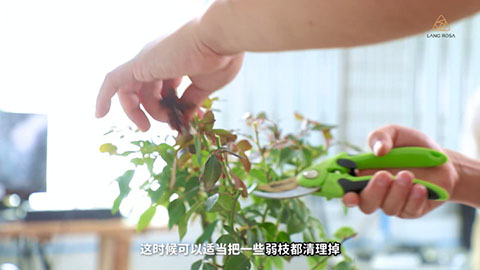 8月份月季养护需要注意些什么 8月份月季养护需要注意些什么