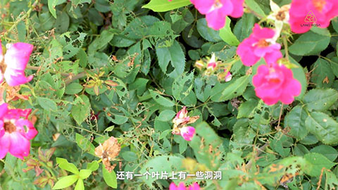 8月份月季养护需要注意些什么 8月份月季养护需要注意些什么