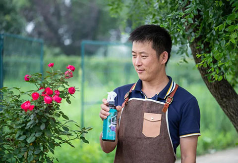 8月份月季养护需要注意些什么 8月份月季养护需要注意些什么