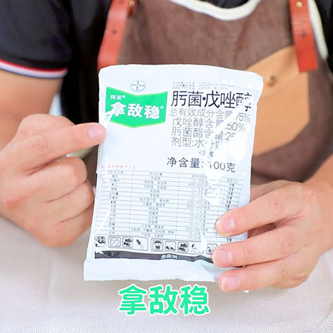 8月份月季养护需要注意些什么 8月份月季养护需要注意些什么