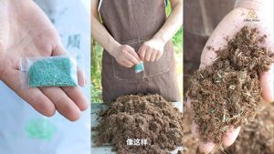 8月份月季养护需要注意些什么 8月份月季养护需要注意些什么