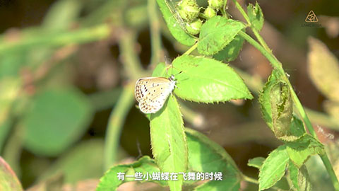 8月份月季养护需要注意些什么 8月份月季养护需要注意些什么