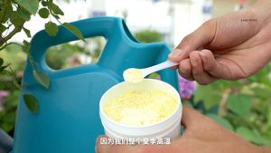 8月份月季养护需要注意些什么 8月份月季养护需要注意些什么