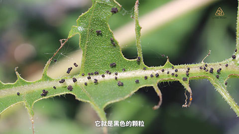 8月份月季养护需要注意些什么 8月份月季养护需要注意些什么
