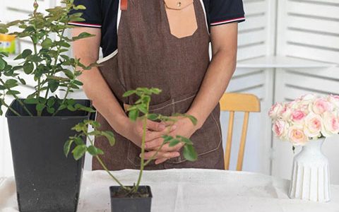 伊芙系列月季如何养壮