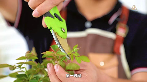 伊芙系列月季如何养壮