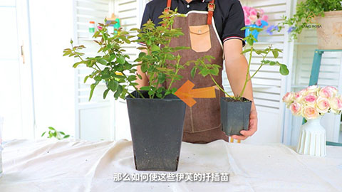 伊芙系列月季如何养壮