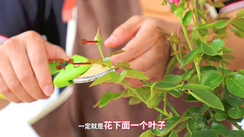 伊芙系列月季如何养壮